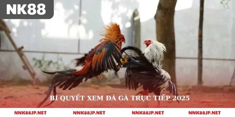 Bí quyết xem đá gà trực tiếp 2025