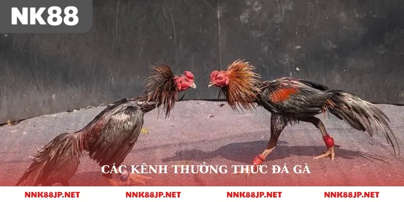 Các kênh thưởng thức đá gà