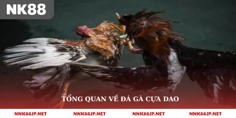 Tổng quan về đá gà cựa dao